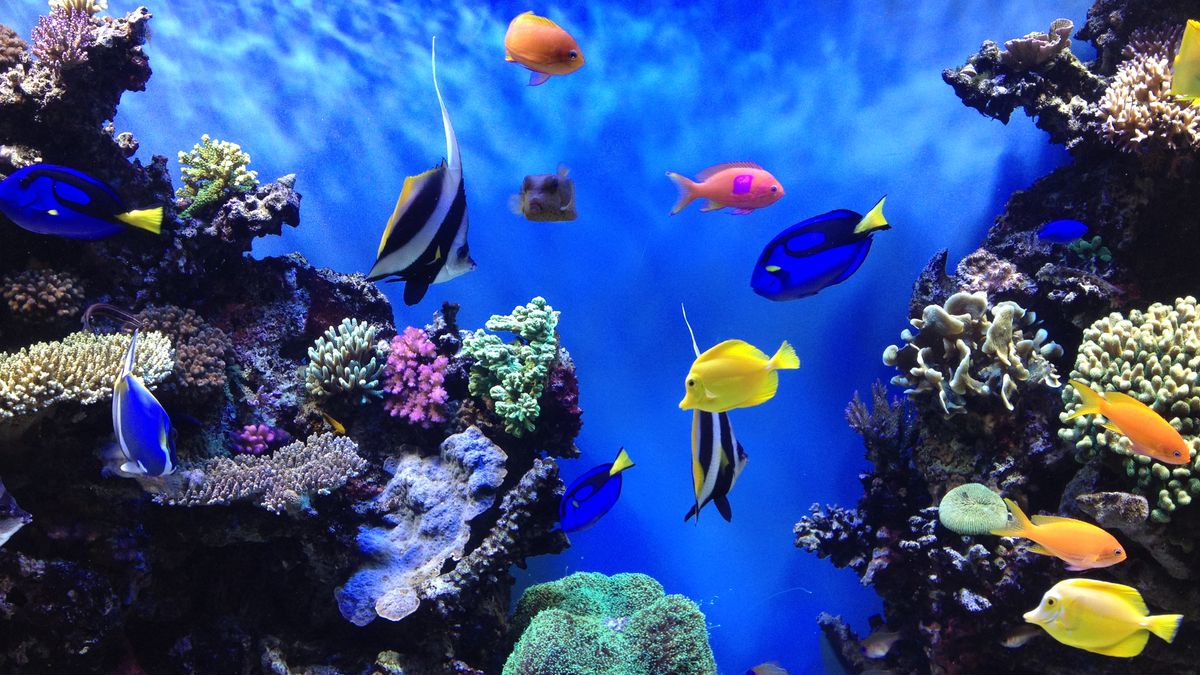 Aquarium San Francisco