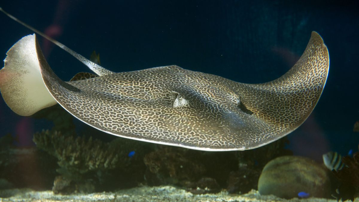 The Vancouver Aquarium