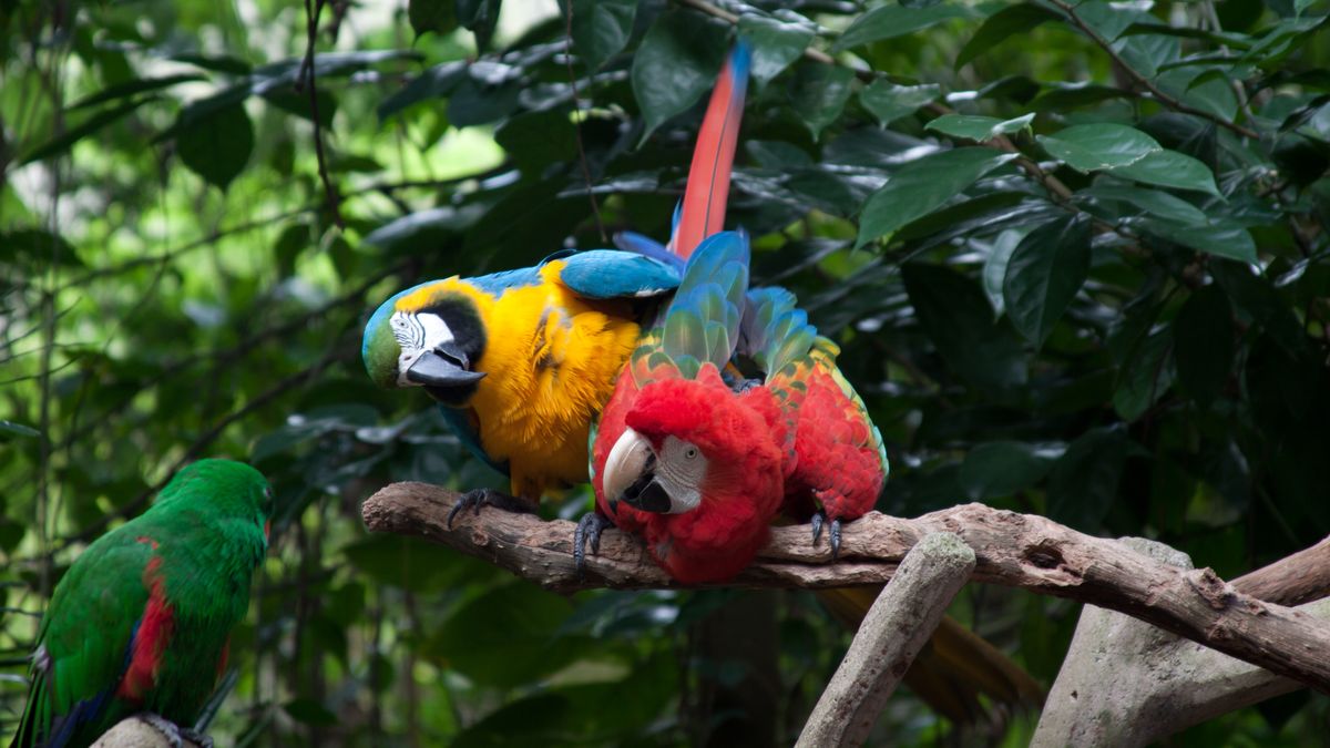 Jurong Bird Park