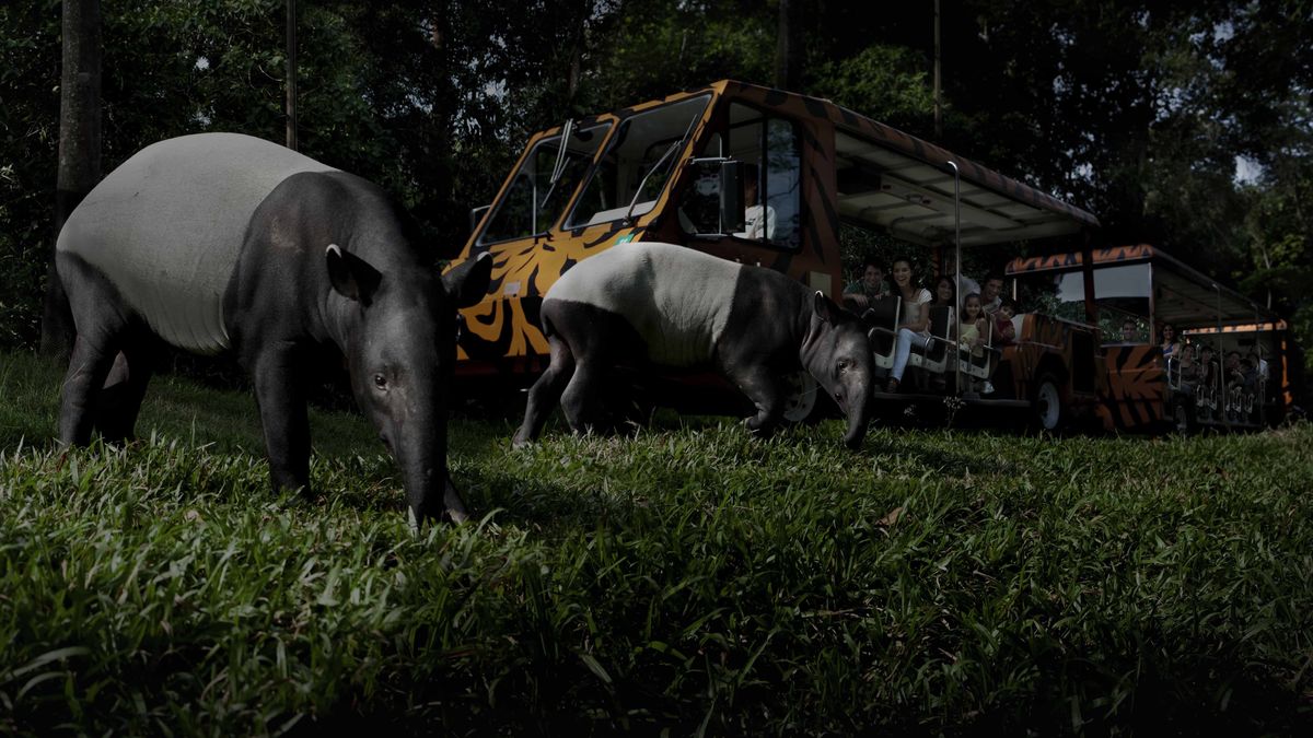 Singapore Night Safari