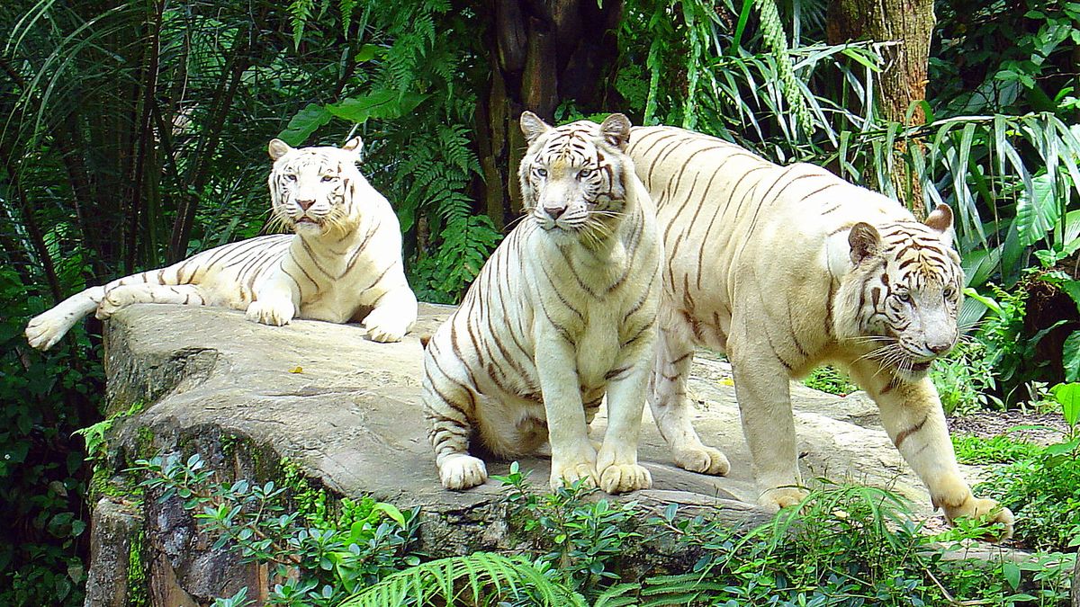 Singapore Zoo